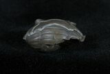 D Enrolled Isotelus Trilobite From Ontario #1401-1